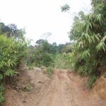 a muddy path surrounded by vegetation