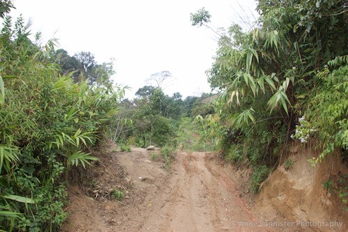 a muddy path surrounded by vegetation