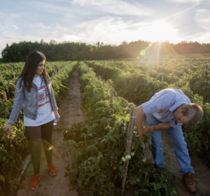 two people work together in a field to harvest crops at dusk