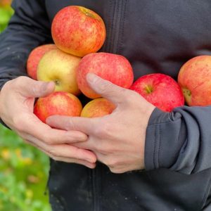 A person holding a bunch of apples.