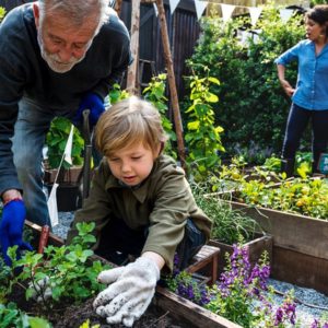 a grandfather and his grandson work in a garden together