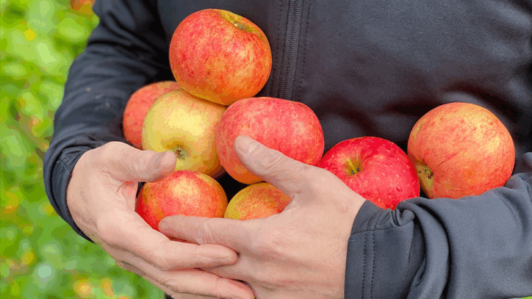 Read more about the article Income Predicts Federal Poverty Guideline, but Food Security Is the Mediator